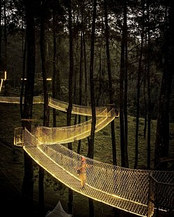 Orchid Forest